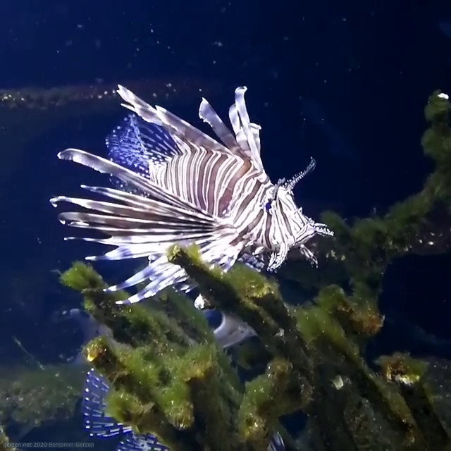 Fish im Aquarium
