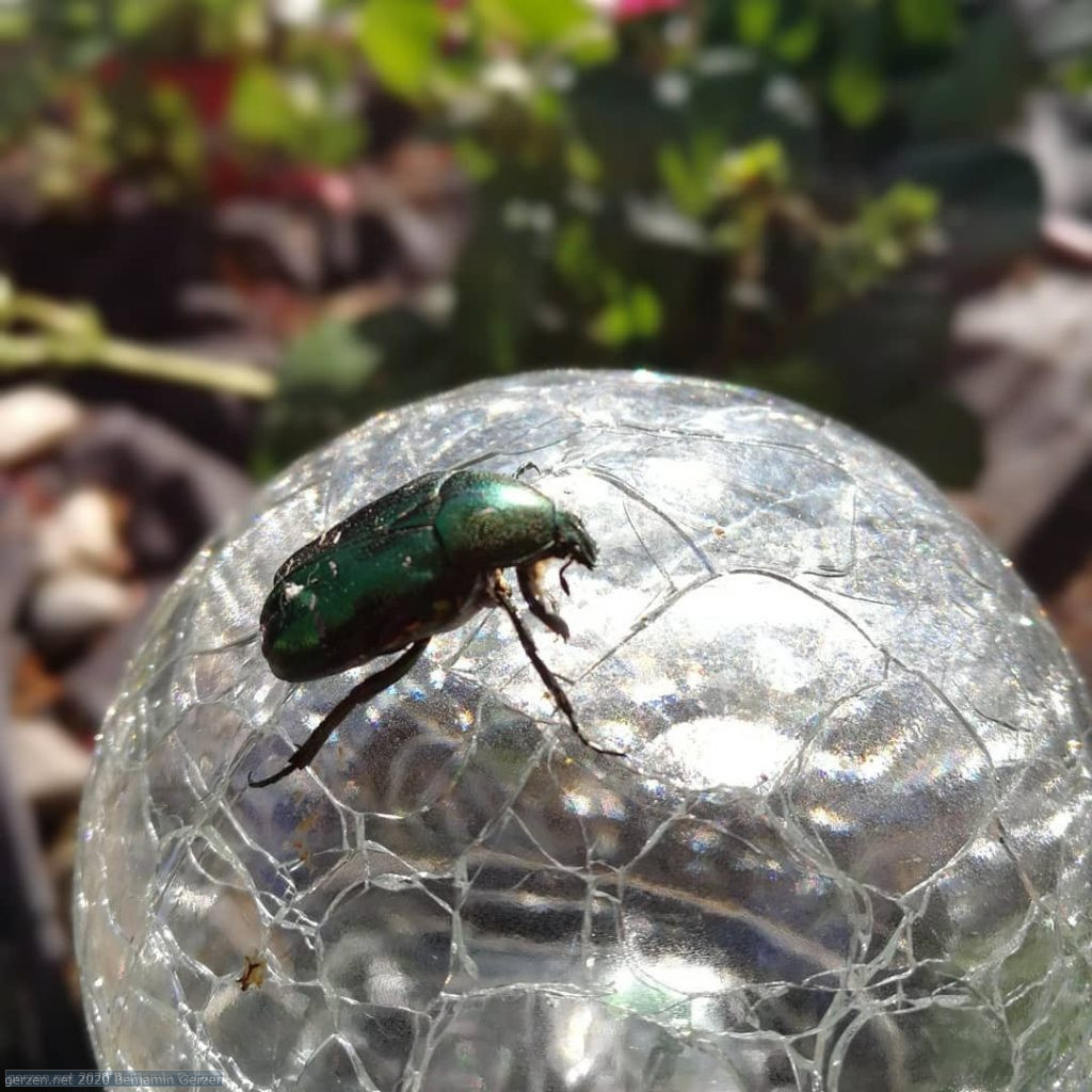 Käfer auf der Glaskugel