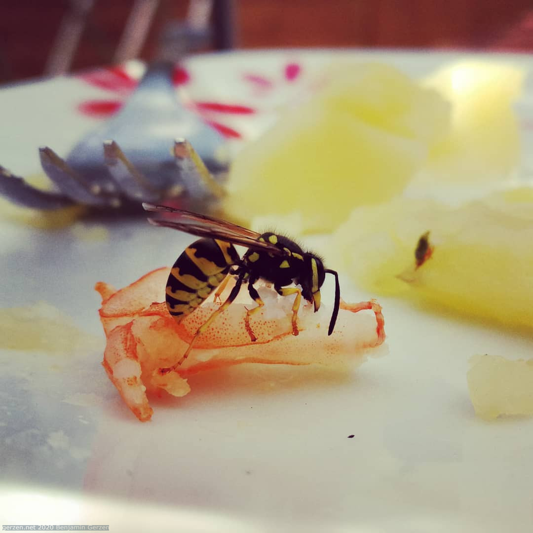Wasp eats Shrimps
