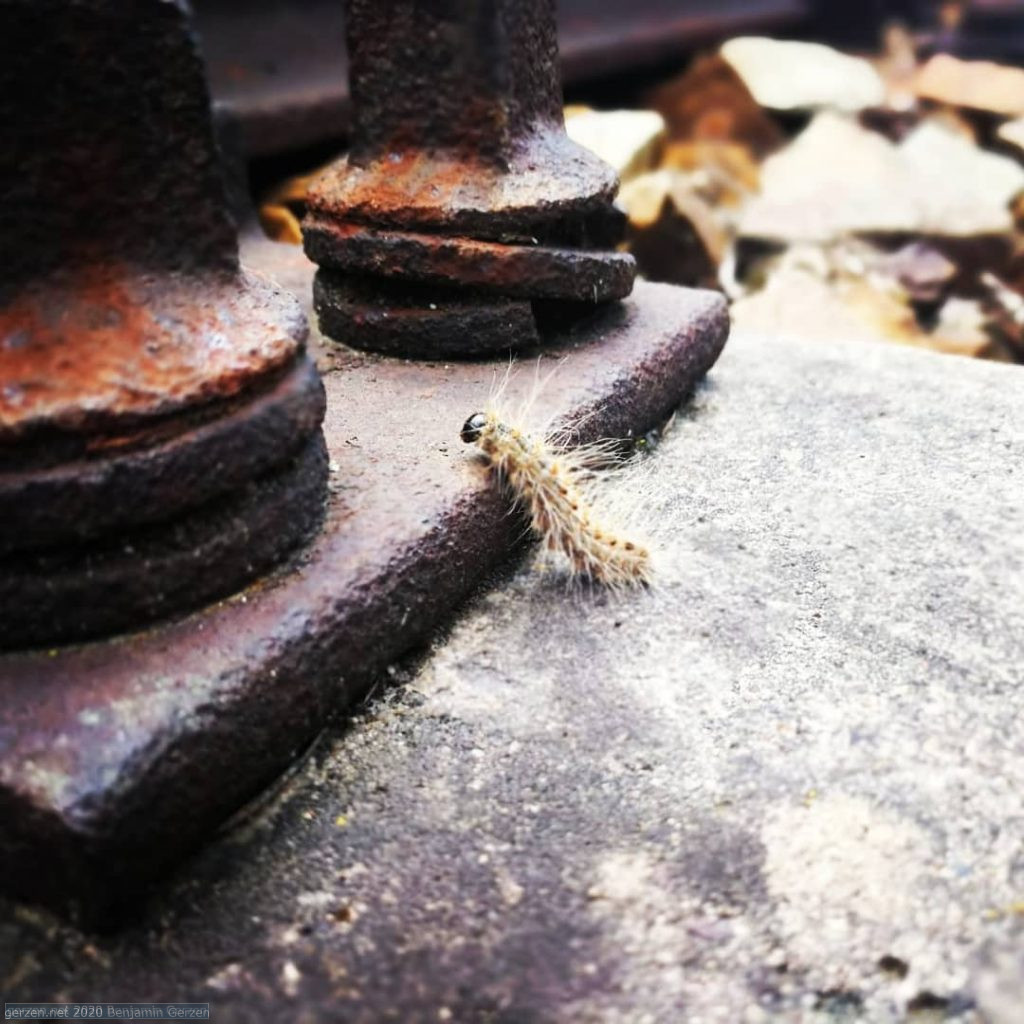 Caterpillar on the roasted rail