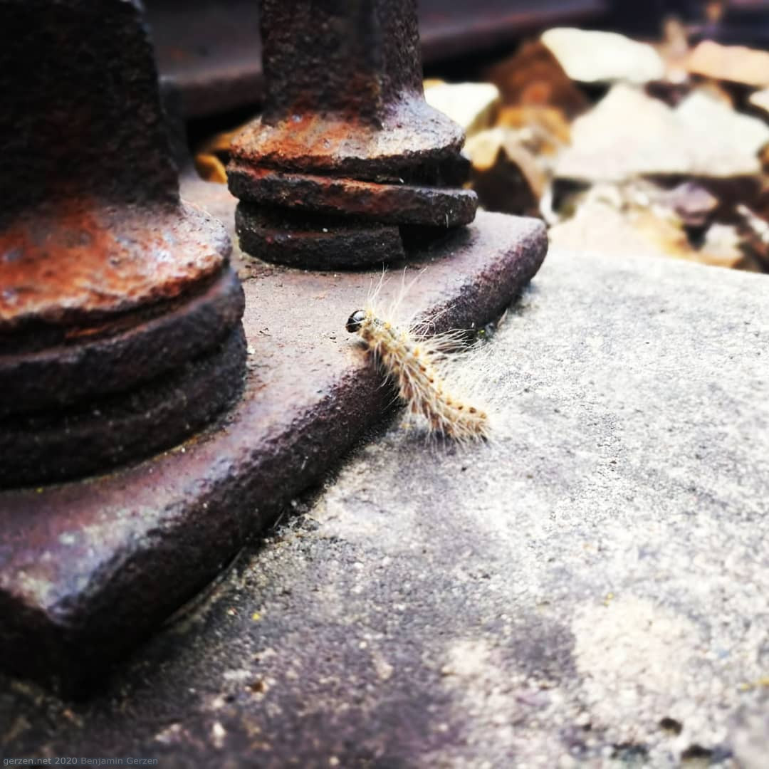 Caterpillar on the roasted rail
