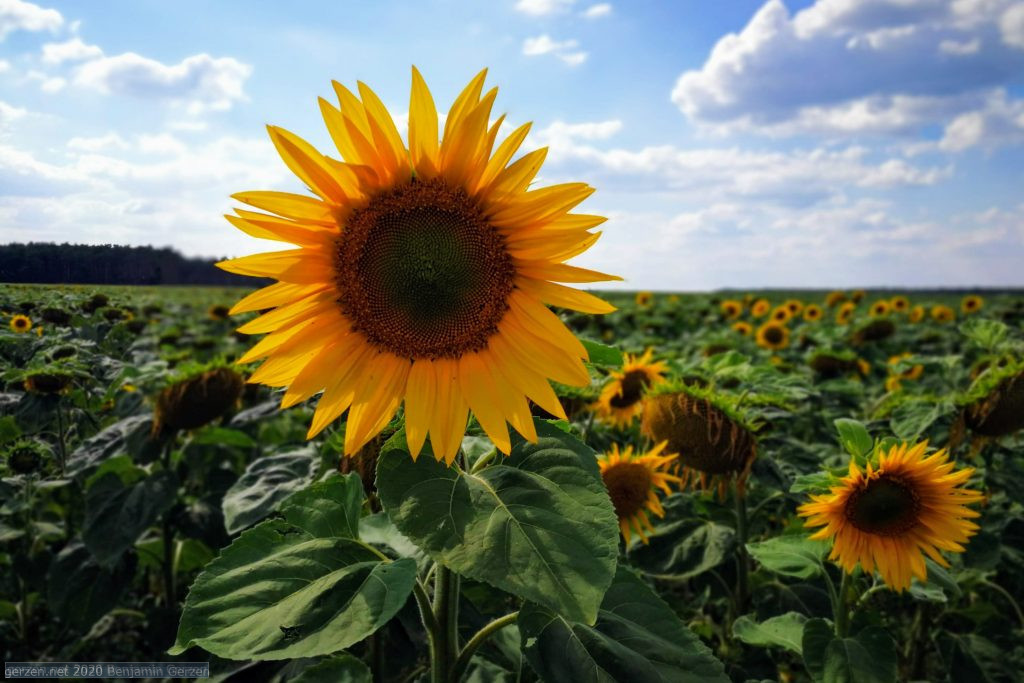 Die Sonnenblume auf dem Feld