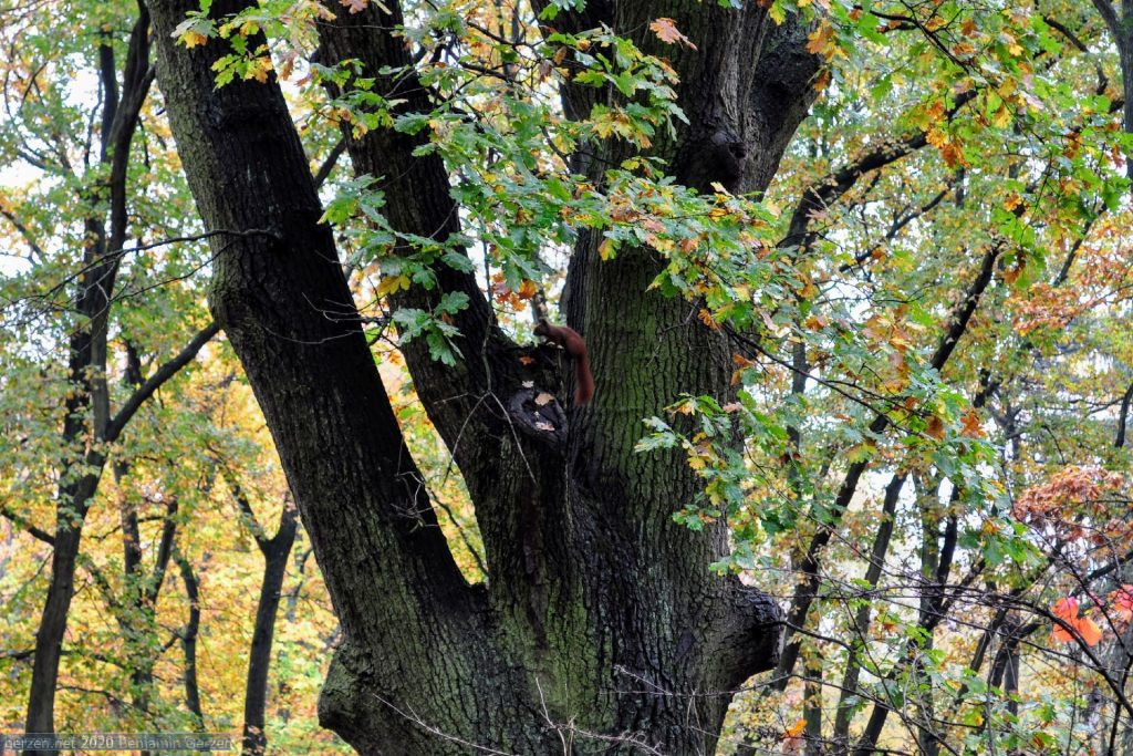 Eichhörnchen auf dem Baum, Parkfriedhof Marzahn