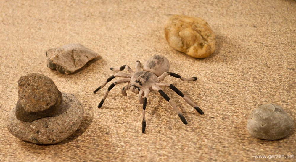 пластилин пустыня песок тарантул паук spider spinne wüste knete clay