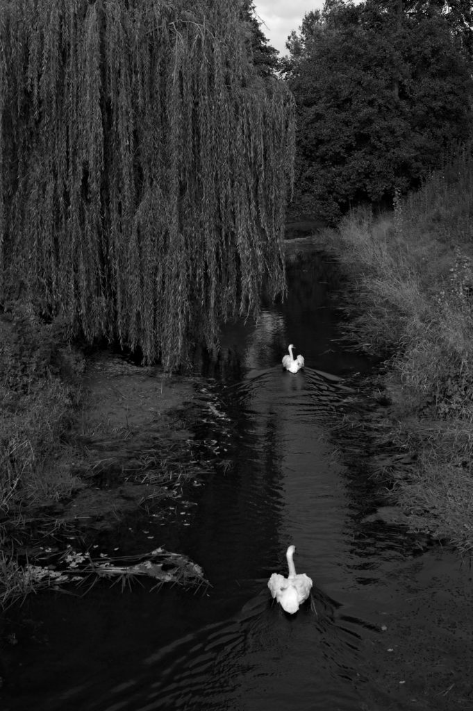 Два лебедя плавно плывут по ручью