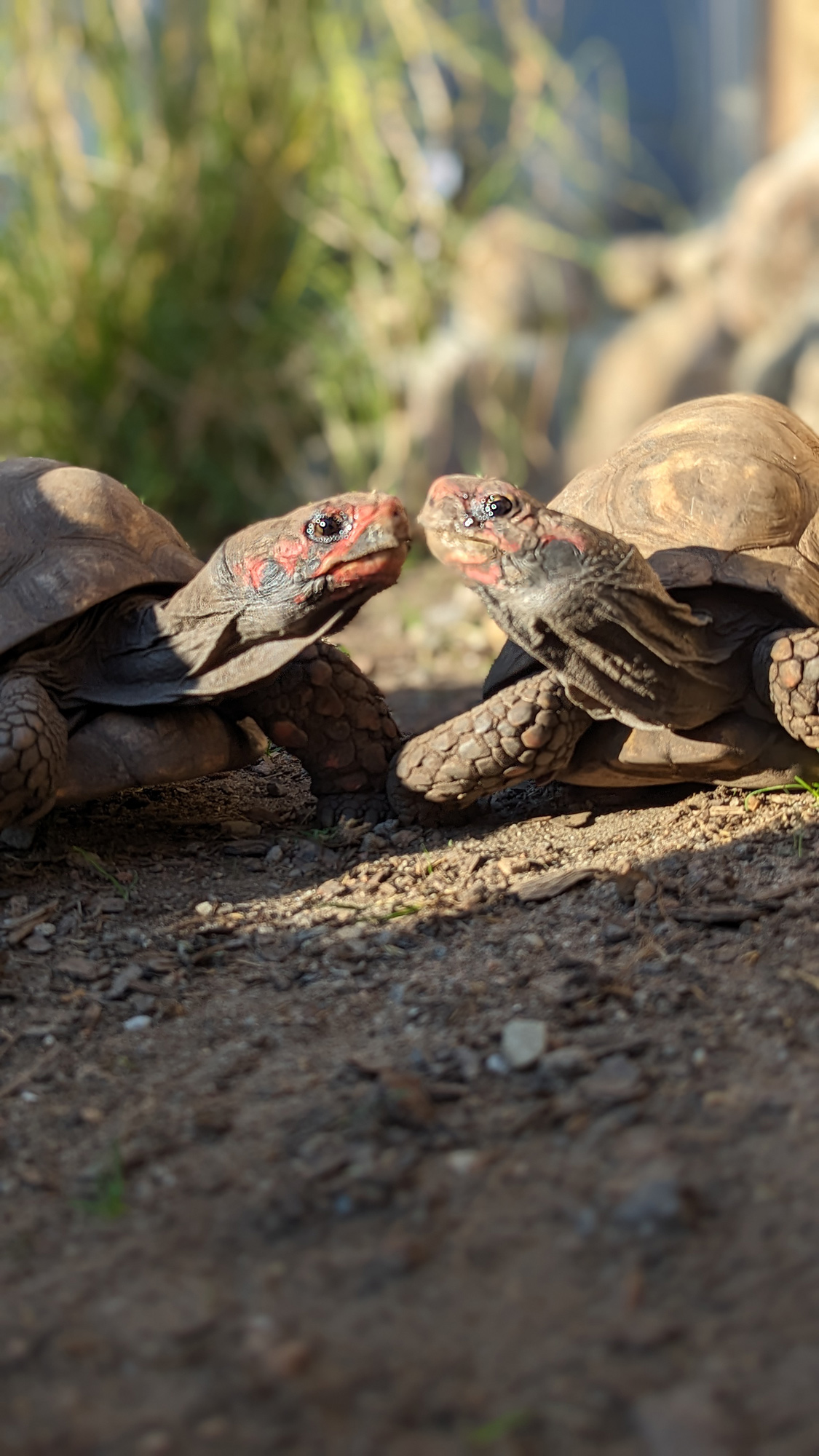 Черепахи в любви