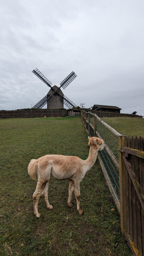 Alpaca and the windmill