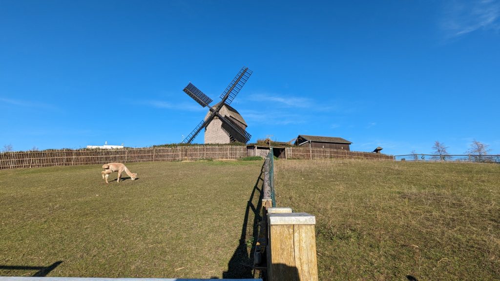 The windmill and alpaca